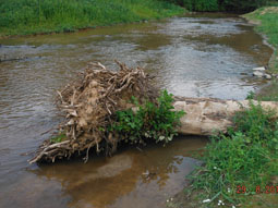Foto eines ins Gewässer eingebrachten Baumstammes