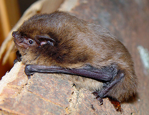 Foto einer Fledermaus
