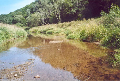 Nahaufnahme eines Flachwasserbereiches