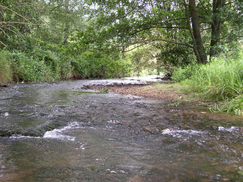 Foto des Flusses mit Innenufer und Auwald Foto des Flusses mit Innenufer und Auwald