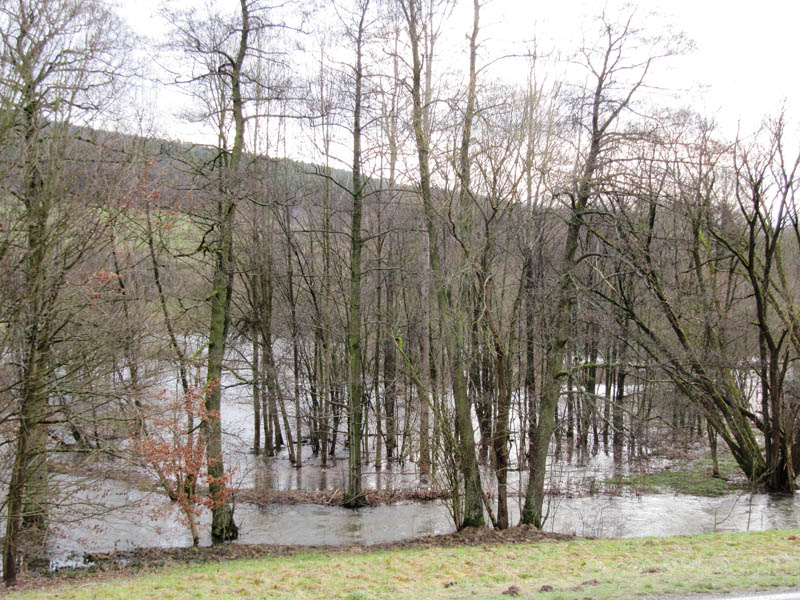Foto des den Auwald überschwemmenden Flusses Foto des den Auwald überschwemmenden Flusses