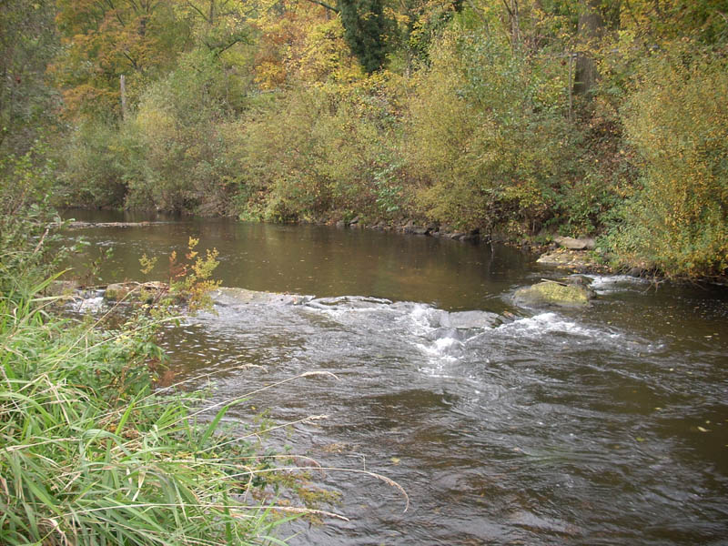 Foto des naturnahen Flusses mit Auwald Foto des naturnahen Flusses mit Auwald