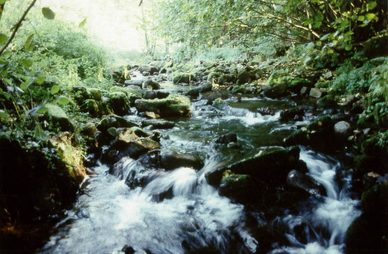 Foto des strukturreichen Gewässers bei der Landesgrenze Foto des strukturreichen Gewässers bei der Landesgrenze