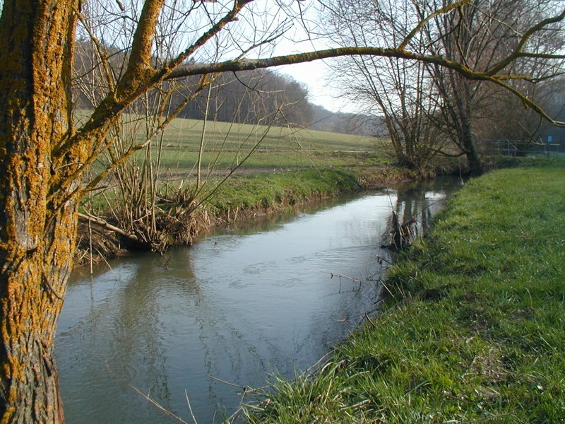Foto der Pleichach außerhalb eines Siedlungsbereichs