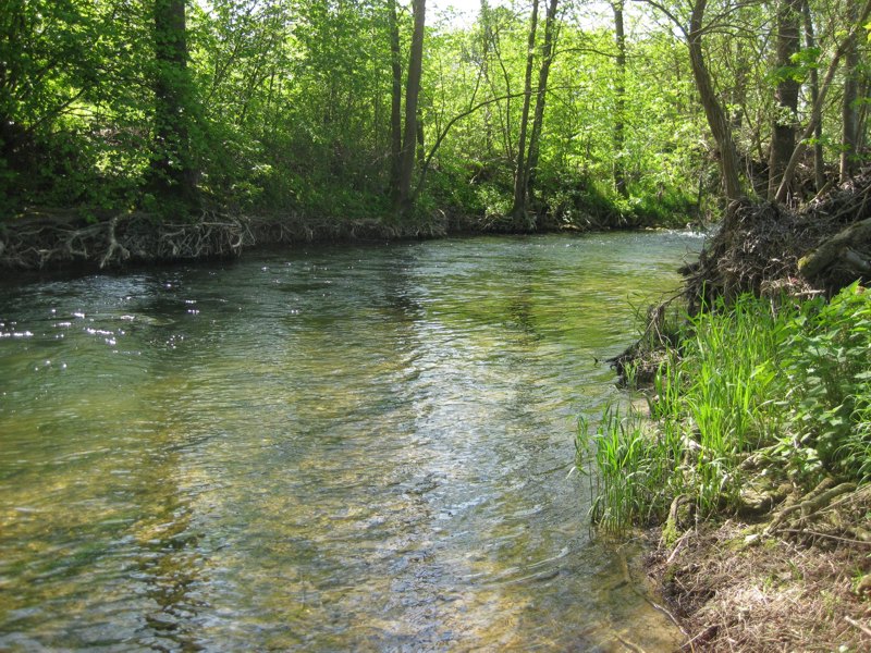 Foto der Tauber