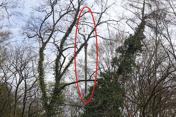 Foto des Stammes in der Luft im Wald