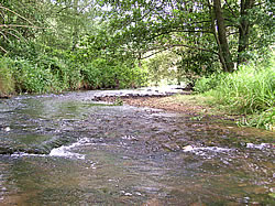 Foto eines Gewässers mit Auwald